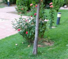 hacemos podas y talas de árboles de cualquier tipo