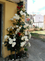 hacemos mantenimientos de jardines de todo tipo en Madrid